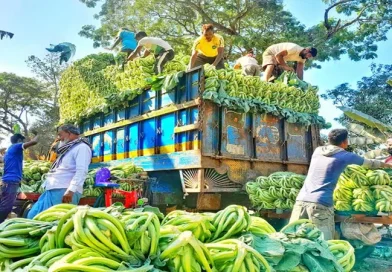 মধ্যস্বত্বভোগীদের দখলে সবজির মুনাফা, কাঙ্ক্ষিত লাভ থেকে বঞ্চিত কৃষকরা