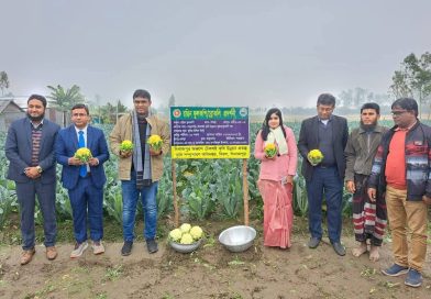 দিনাজপুরে রঙিন ফুলকপি’র প্রদর্শনী